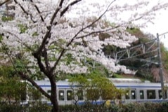 懐かしい風景・桜と電車